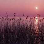 Miniatura fototapety Trzciny o zachodzie słońca