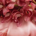 Miniatura fototapety Różowe storczyki na jedwabnym tle