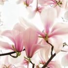 Miniatura fototapety Magnolie na gałęziach