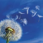 Miniatura fototapety Dmuchawce na tle nieba