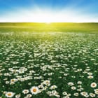 Miniatura fototapety Pole pełne kwitnących stokrotek