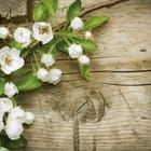 Miniatura fototapety Gałązka z Kwiatami na Drewnie