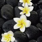 Miniatura fototapety Egzotyczne Plumerie na Kamieniach