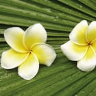 Miniatura fototapety Egzotyczne kwiaty plumerii