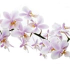 Miniatura fototapety Gałązka storczyków na białym tle