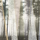 Miniatura fototapety Las w pionowych pasach