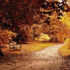 Miniatura fototapety Jesienna ścieżka w lesie o świcie