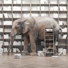 Miniatura fototapety Słoń w bibliotece z książkami