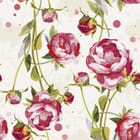 Miniatura fototapety Różowe piwonie na białym tle