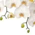 Miniatura fototapety Orchidee na gałązce z białymi kwiatami