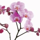 Miniatura fototapety Storczyki na białym tle