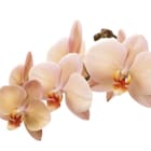 Miniatura fototapety Orchidee na białym tle