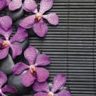 Miniatura fototapety Fioletowe orchidee na kamieniach
