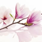 Miniatura fototapety Gałąź magnolii na białym tle