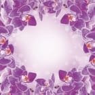 Miniatura fototapety Fioletowe orchidee na brzegu