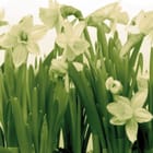 Miniatura fototapety Egzotyczne żonkile z liśćmi