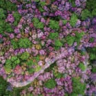 Miniatura fototapety Sakura i zielony las z lotu ptaka