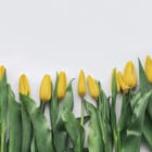 Miniatura fototapety Żółte tulipany na białym tle