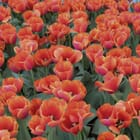 Miniatura fototapety Pole Czerwonych Tulipanów