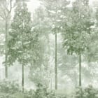 Miniatura fototapety Gęsty Las z Wysokimi Drzewami