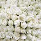 Miniatura fototapety Bukiet Białych Róż w Subtelnym Ujęciu