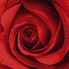 Miniatura fototapety Czerwona róża z kroplami wody