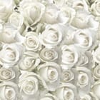 Miniatura fototapety Bukiet Białych Róż na Jasnym Tle