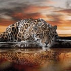 Miniatura fototapety Leopard nad wodą o zachodzie słońca