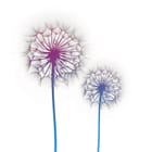 Miniatura fototapety Dmuchawce na białym tle