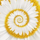 Miniatura fototapety Spiralny Wzór Stokrotek