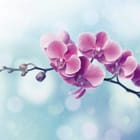 Miniatura fototapety Różowe orchidee na gałązce