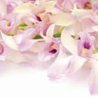 Miniatura fototapety Storczyki w jasnoróżowym odcieniu