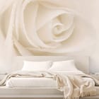 Miniatura fototapety Biała róża z kroplami wody we wnętrzu sypialni