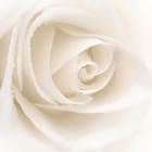 Miniatura fototapety Biała róża z kroplami wody