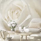 Miniatura fototapety Biała róża z kroplami wody we wnętrzu salonu