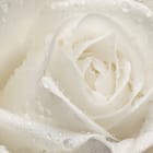 Miniatura fototapety Biała róża z kroplami wody