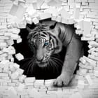 Miniatura fototapety Biały tygrys w murze 3D