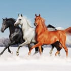Miniatura fototapety Galopujące konie na śniegu