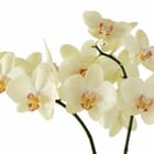 Miniatura fototapety Bukiet Białych Orchidei na Gałązce