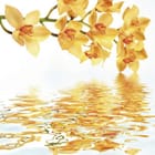 Miniatura fototapety Żółte orchidee nad wodą