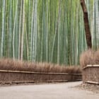 Miniatura fototapety Ścieżka w lesie bambusowym