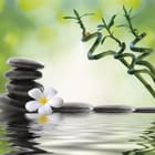 Miniatura fototapety Kamienie i kwiat z bambusem