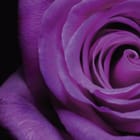 Miniatura fototapety Zbliżenie fioletowej róży