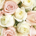 Miniatura fototapety Bukiet różowych i białych róż