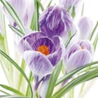 Miniatura fototapety Fioletowe krokusy na białym tle