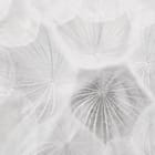 Miniatura fototapety Zbliżenie na delikatne dmuchawce