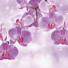 Miniatura fototapety Fioletowe Orchidee na Gałęzi