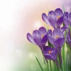 Miniatura fototapety Fioletowe krokusy na łące