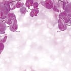 Miniatura fototapety Orchidee na gałęziach w łuku