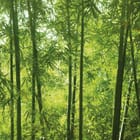 Miniatura fototapety Spokojny las bambusowy
